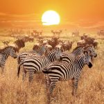 Намибия: как, куда и зачем ехать